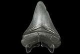 3.48" Fossil Megalodon Tooth - South Carolina - #130713-1